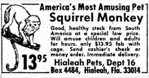 squirrel monkeys for sale