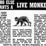 Monkeys for sale delivered to your door for under $20
