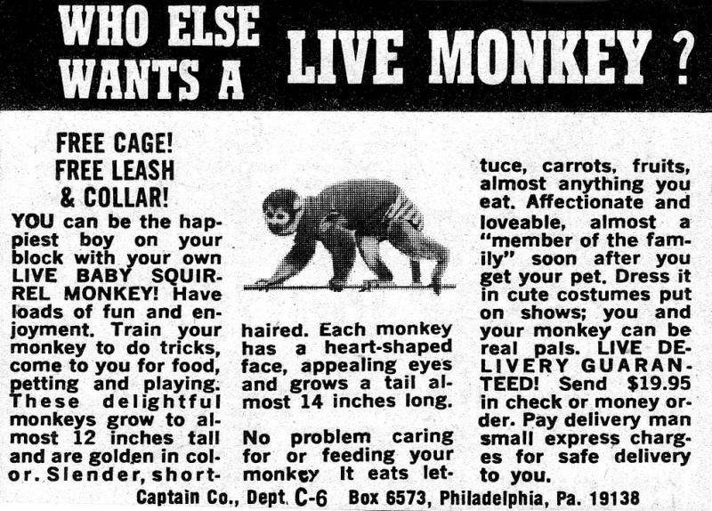 Live Monkey